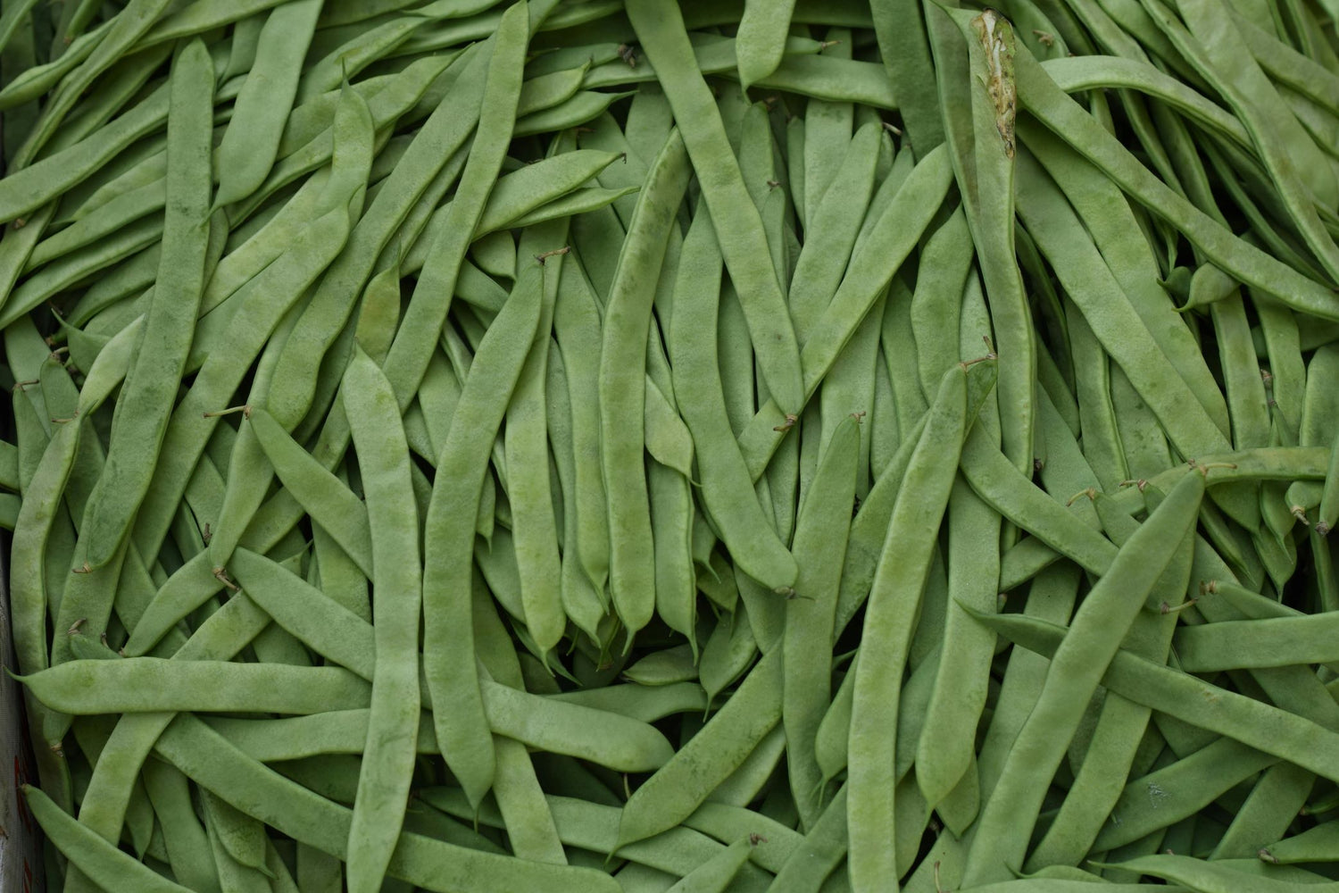 Guar Beans